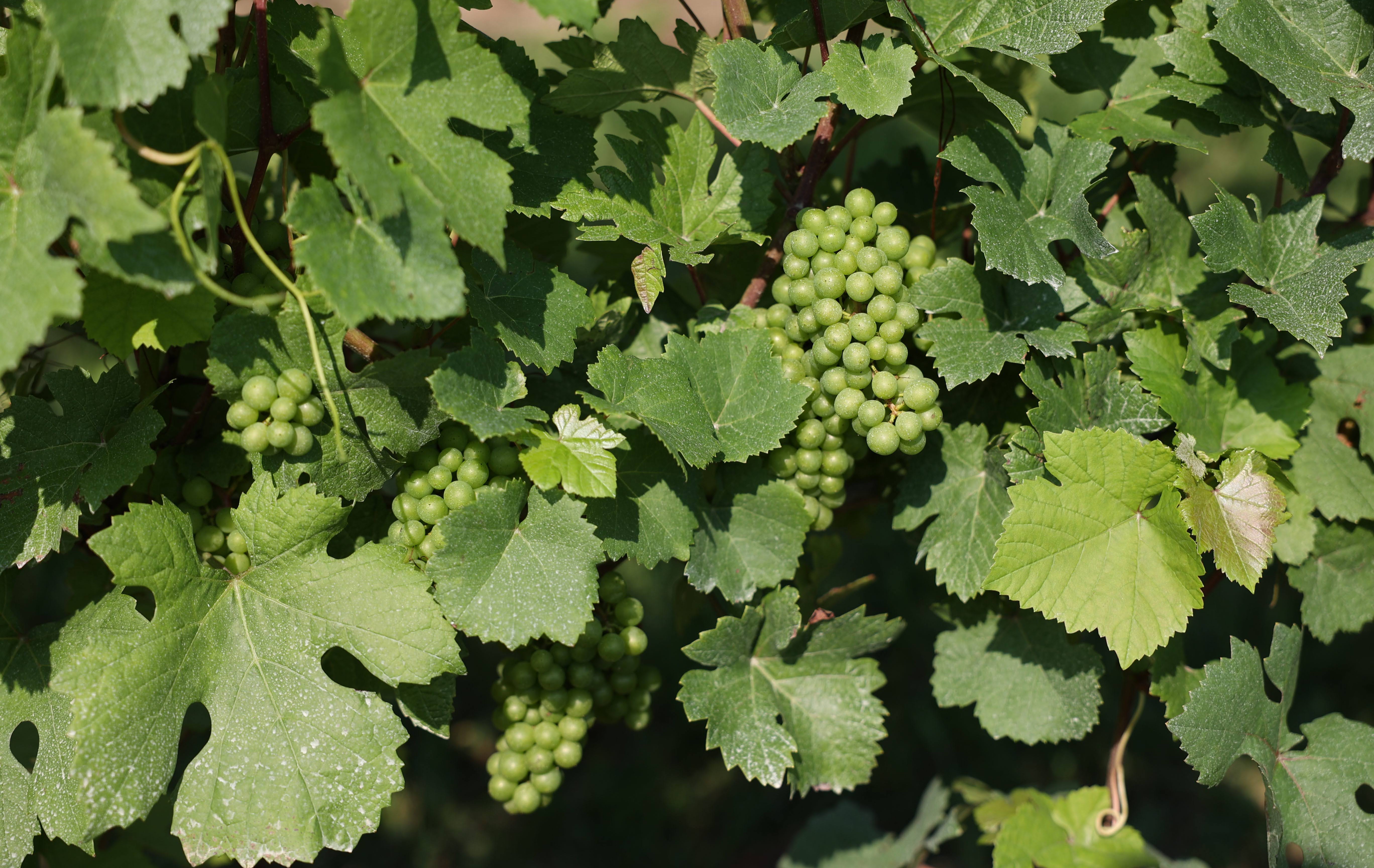 Vinifera grape at bunch closure.